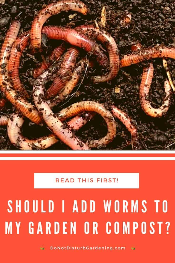 Should I Add Worms to My Garden or Compost? Do Not Disturb Gardening