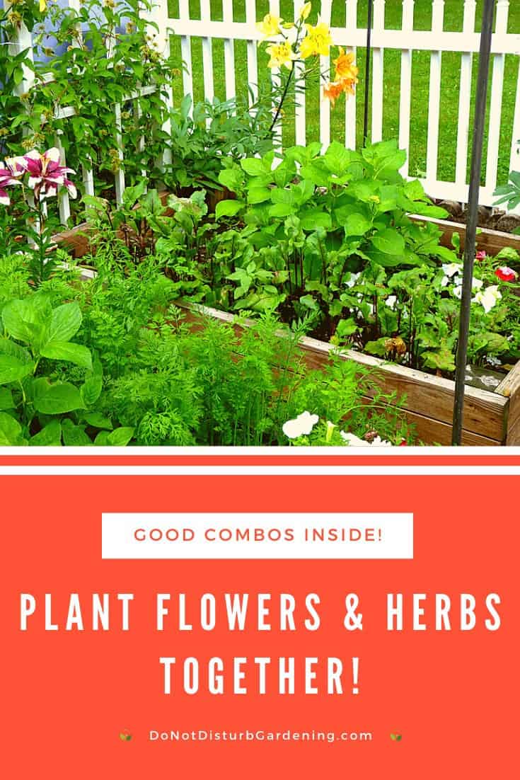 What Flowers and Herbs Can Be Planted Together? Do Not Disturb Gardening